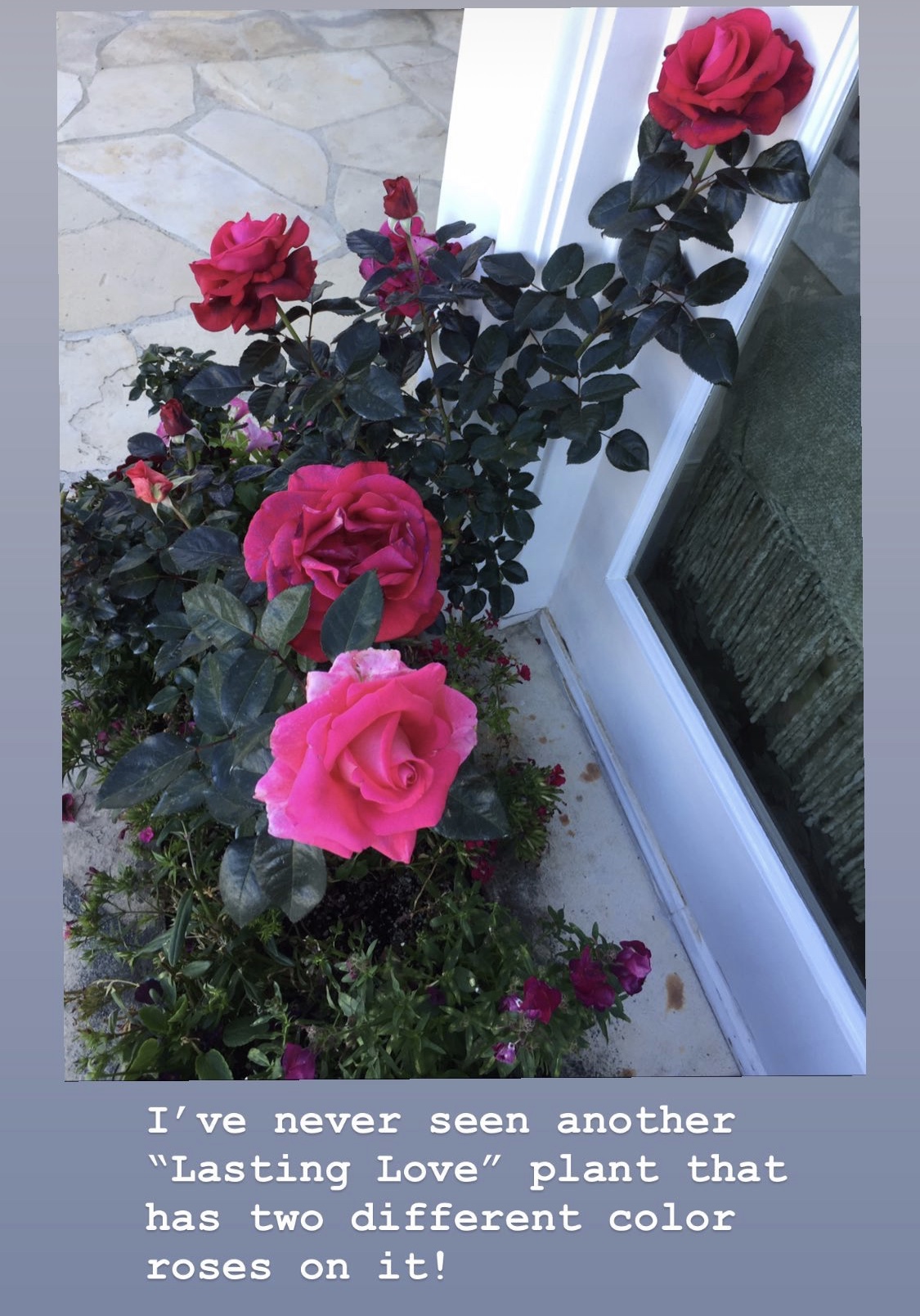 Lasting Love Roses From Barbra’s Garden